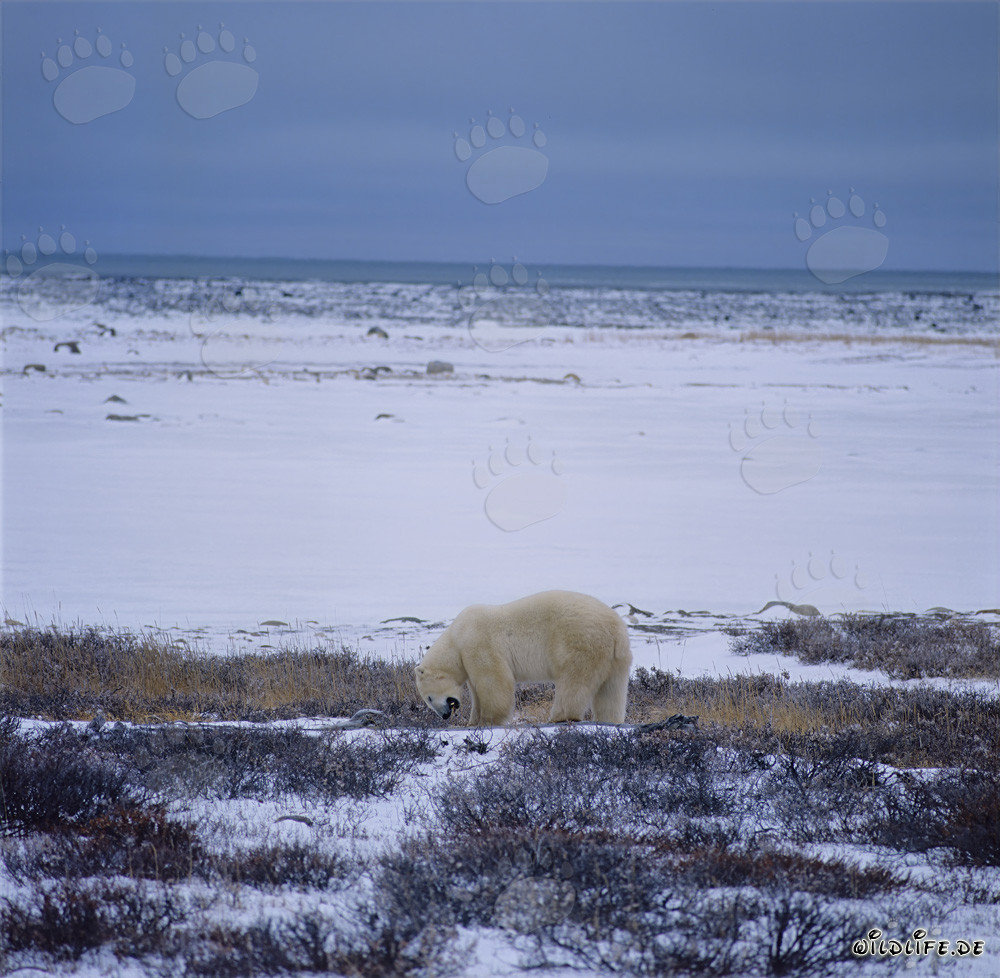 Oso polar majestuoso en la costa invernal de la bahía de Hudson