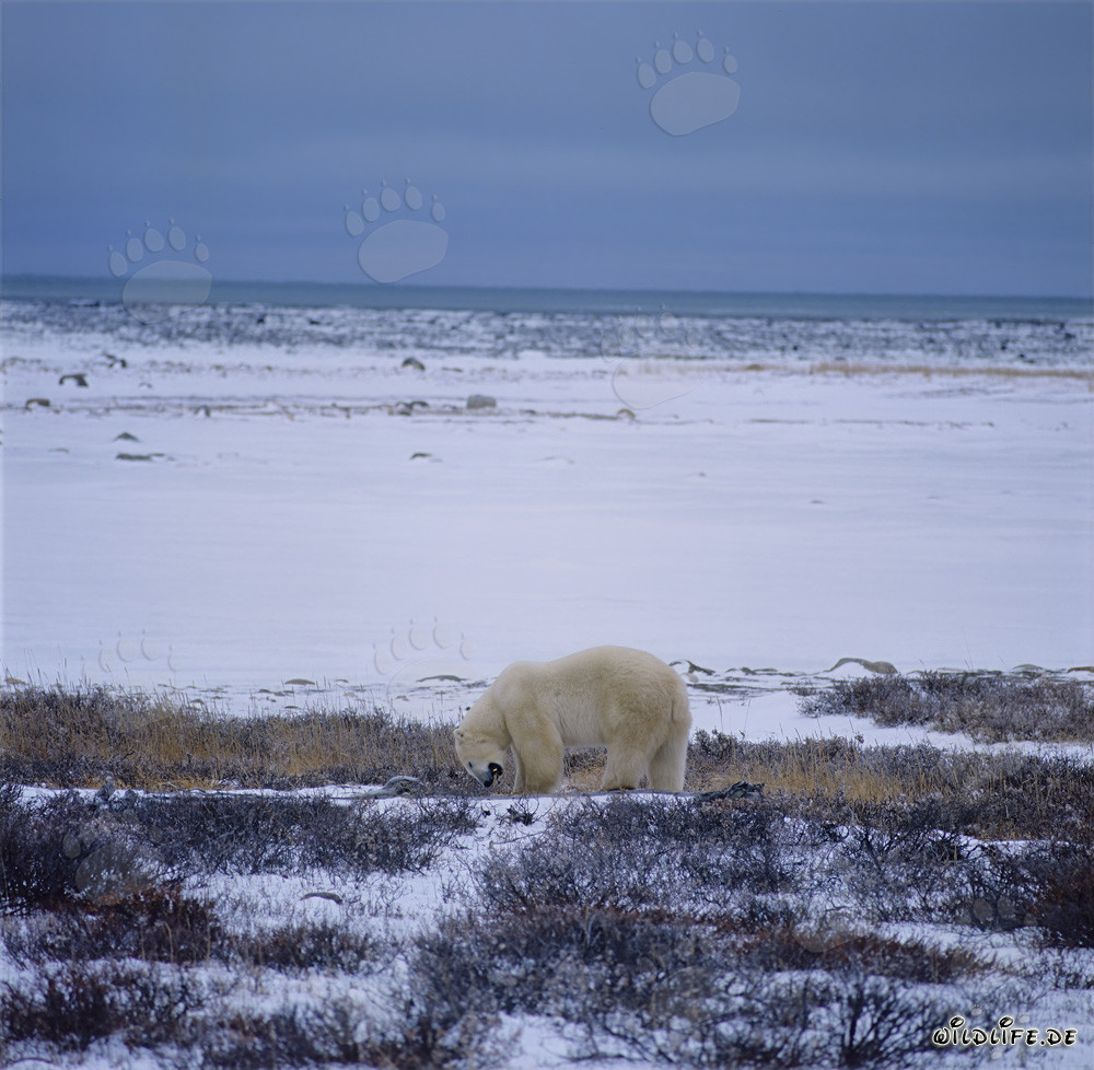 Ours polaire majestueux sur la côte hivernale de la baie d'Hudson