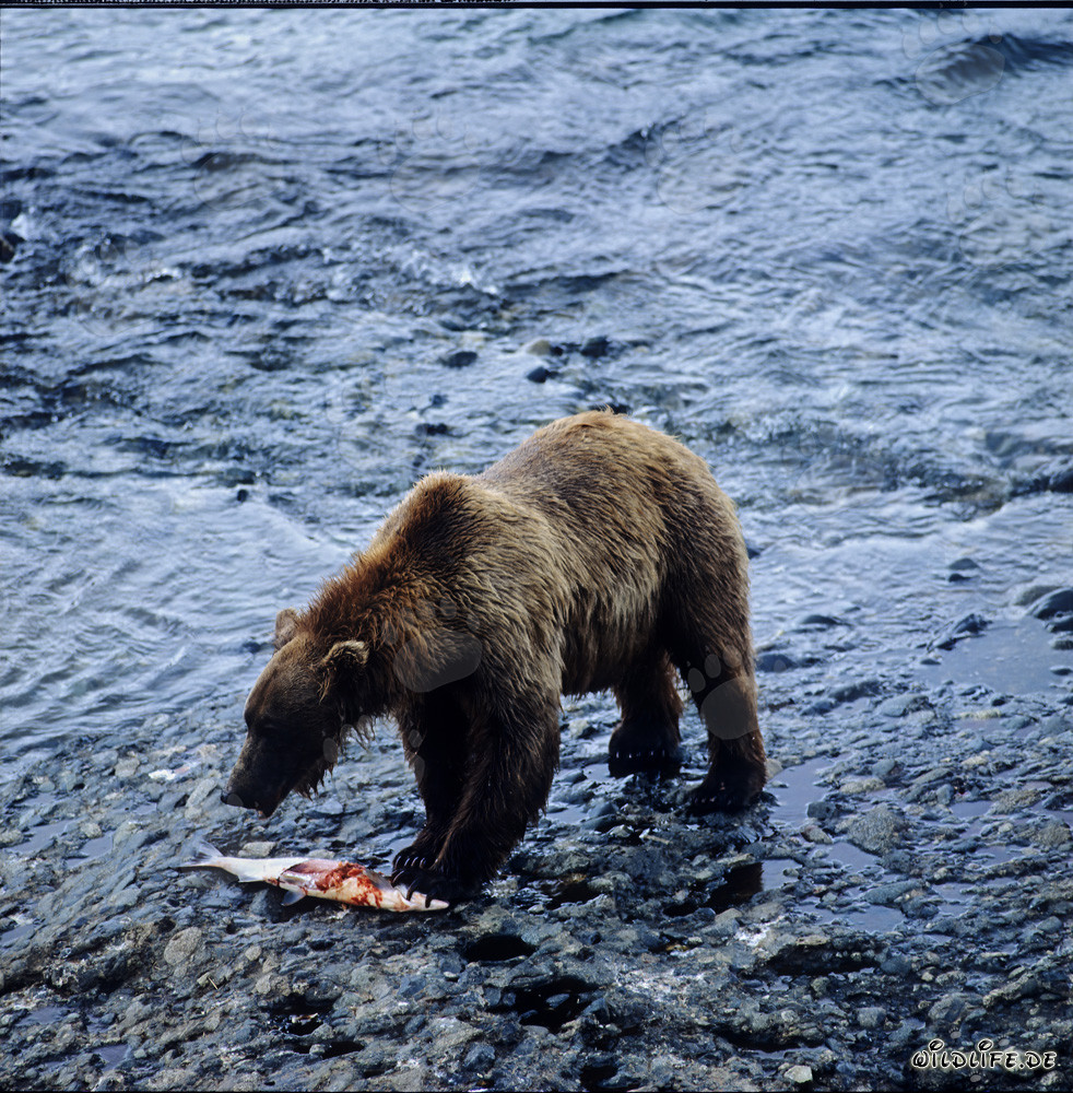 Majestic Kodiak bear fishing for salmon in a wild river