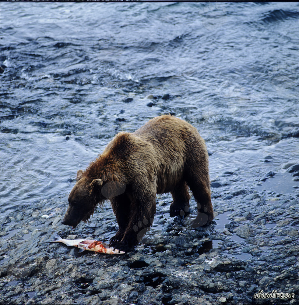 Ours Kodiak majestueux pêchant le saumon dans une rivière sauvage
