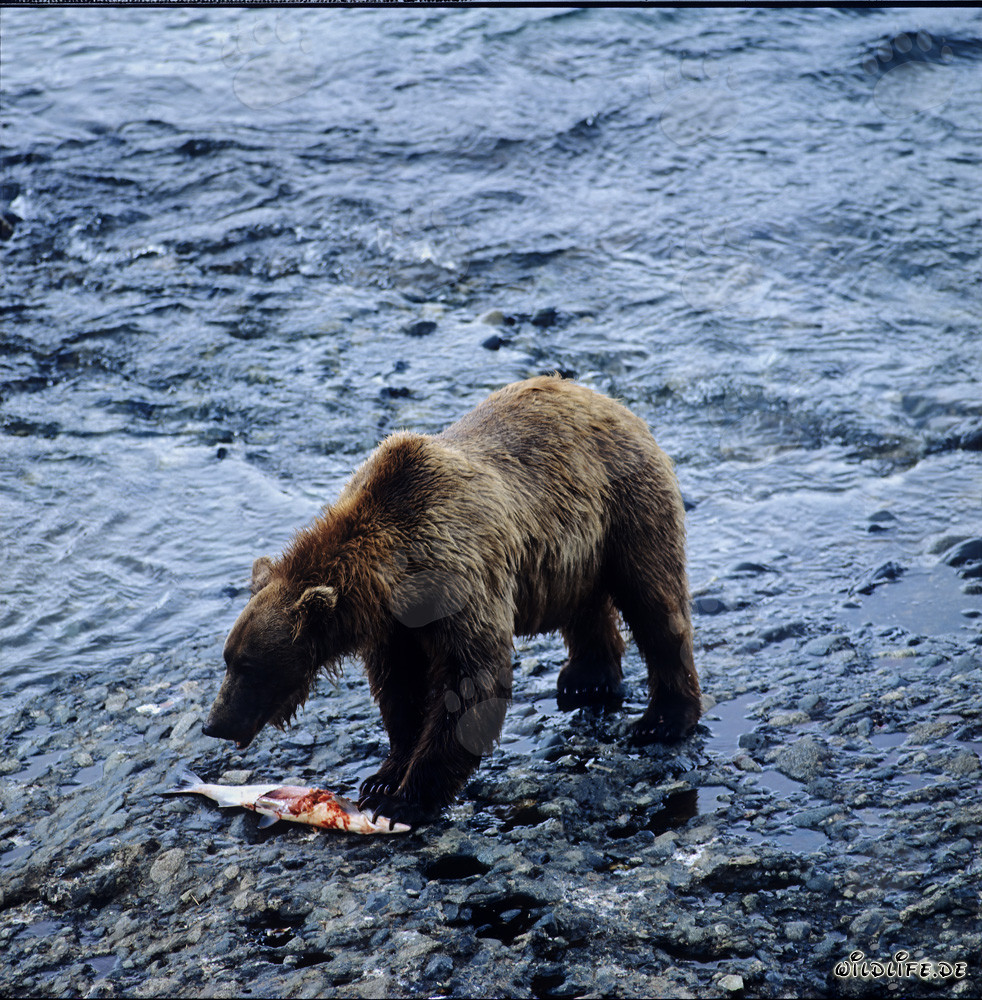 Oso Kodiak majestuoso pescando salmones en un río salvaje