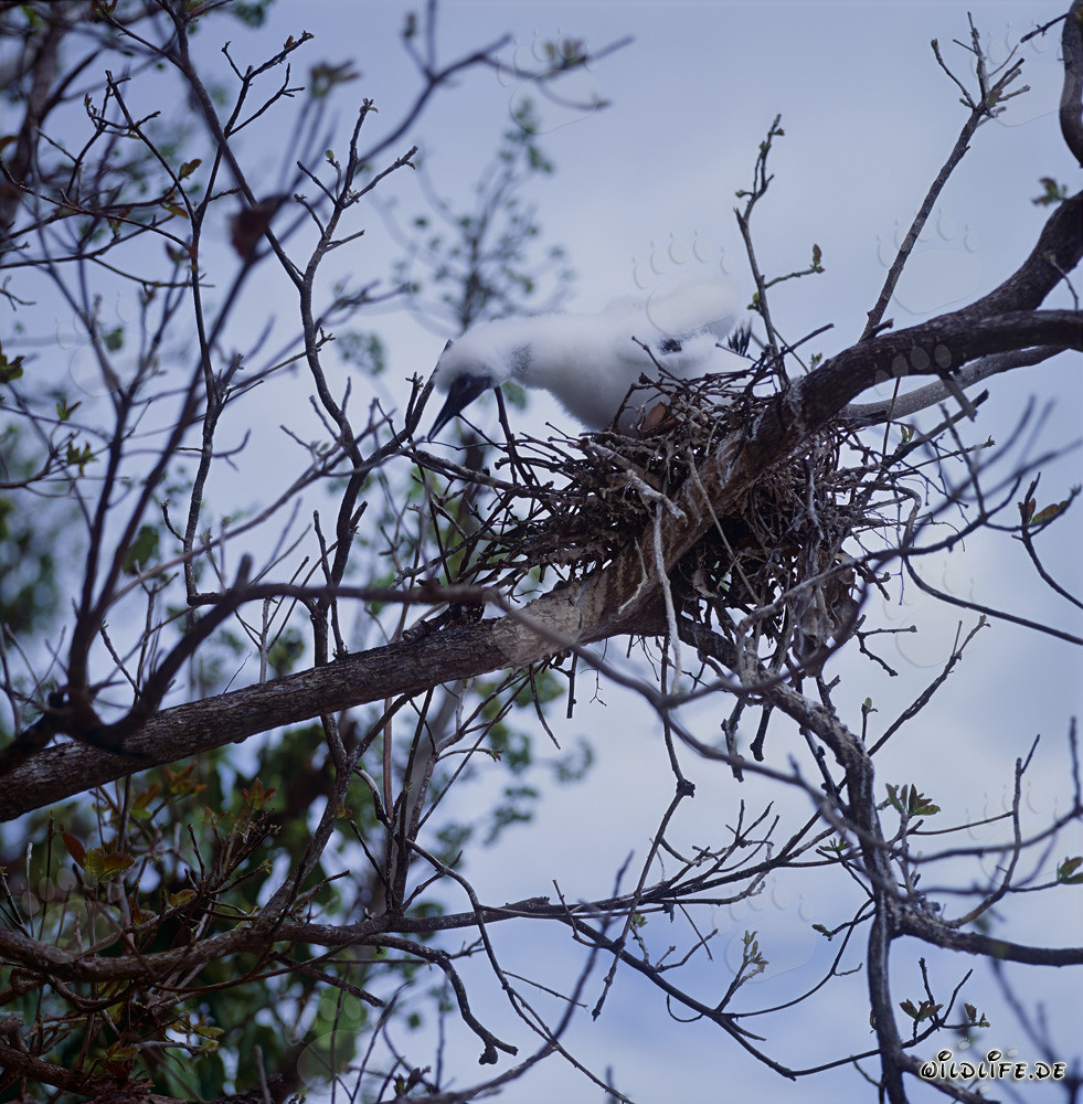 Adorable Red-footed Booby Chick on Namenalala, Fiji