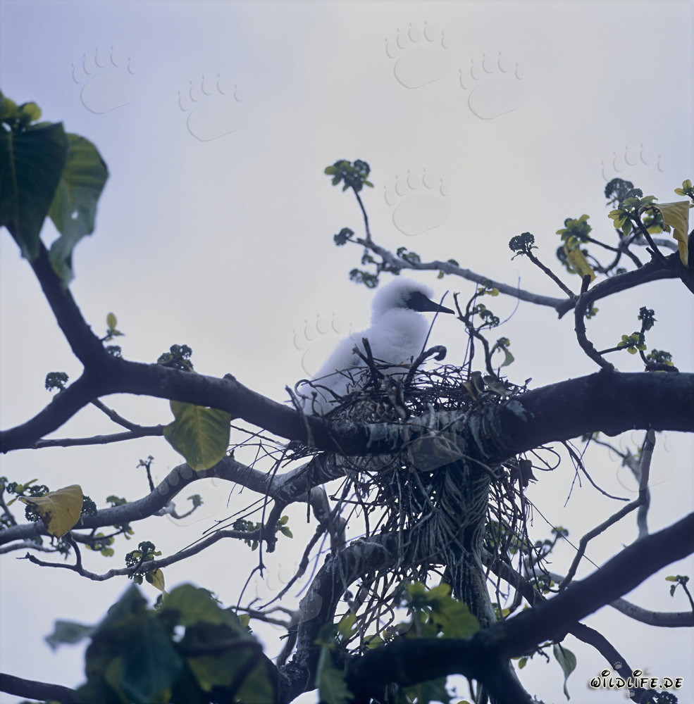 Fascinating Red-footed Booby chick on Namenalala, Fiji