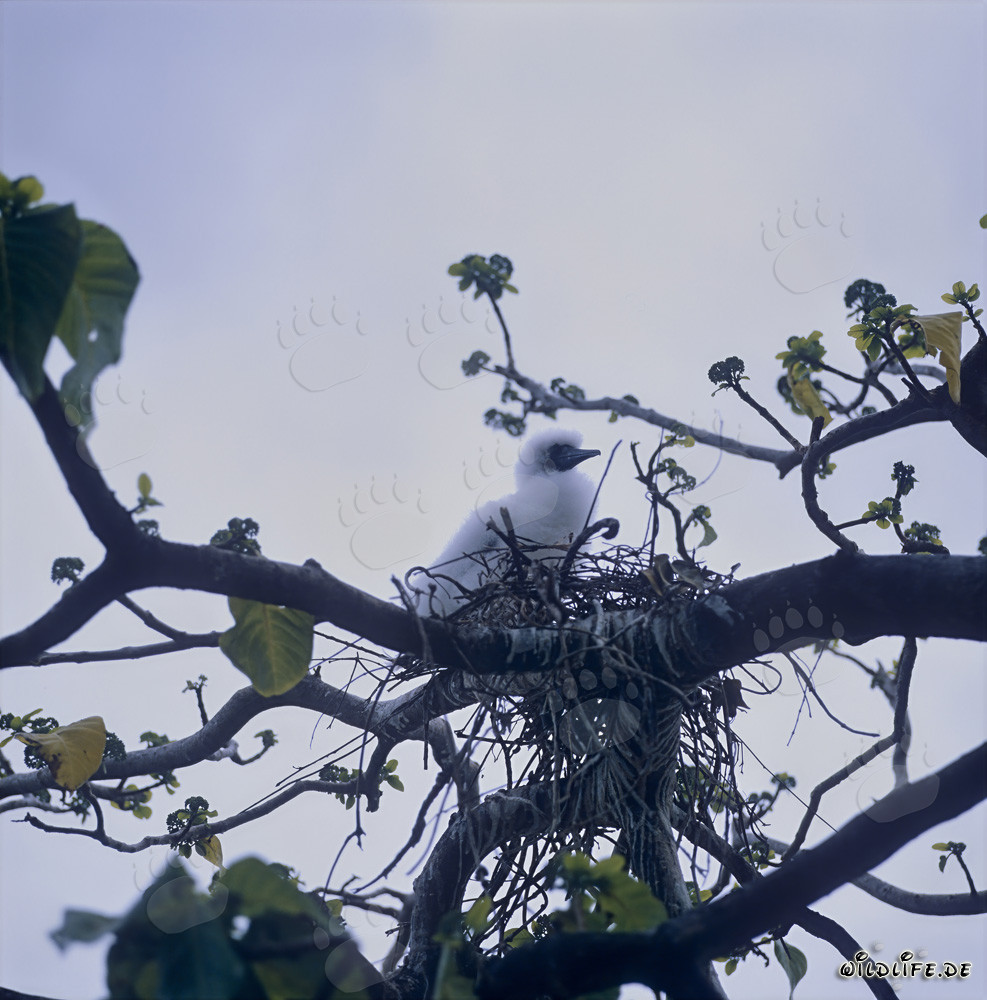 Red-footed Booby chick on Namenalala - Vibrant Nature in the South Pacific