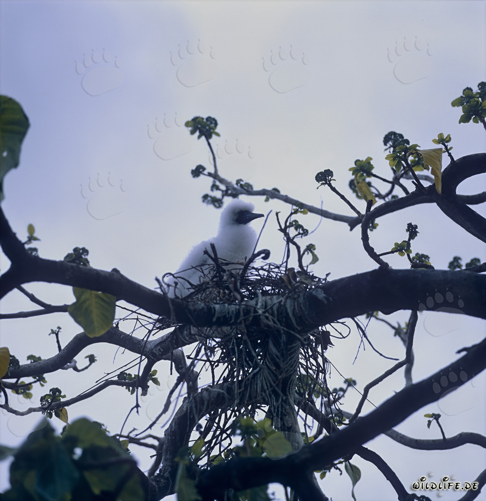 Adorabile pulcino di sule delle Fiji sulle isole Figi