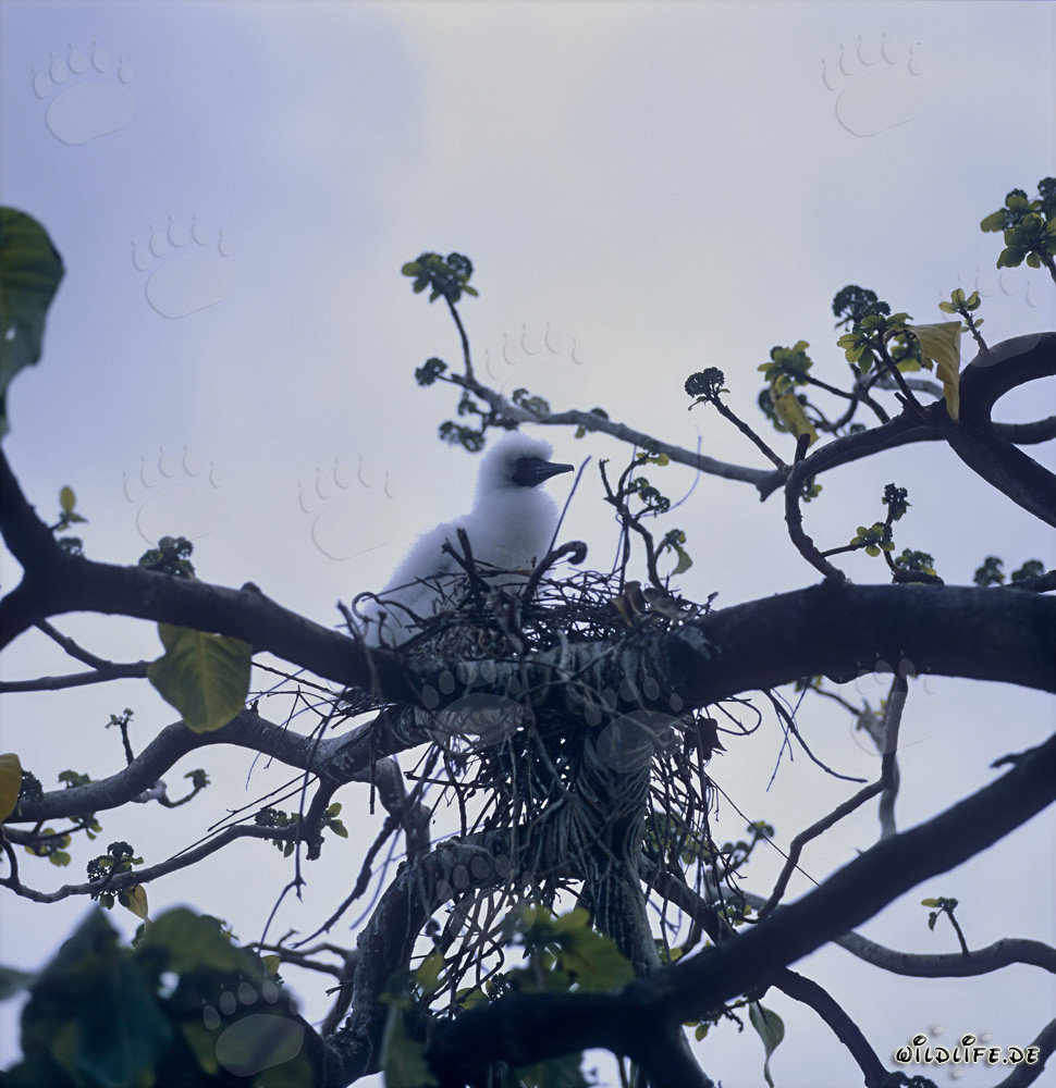 Adorable Red-footed Booby chick on the Fiji Islands