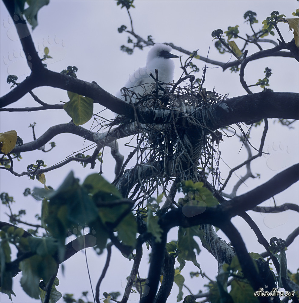 Red-footed Booby chick in the colony on Namenalala, Vanua Levu, Fiji