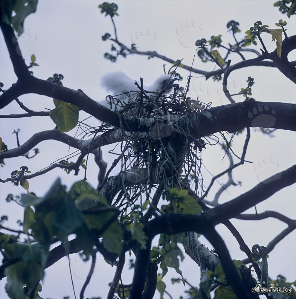 Adorable Red-footed Booby Chick on Namenalala Island, Fiji
