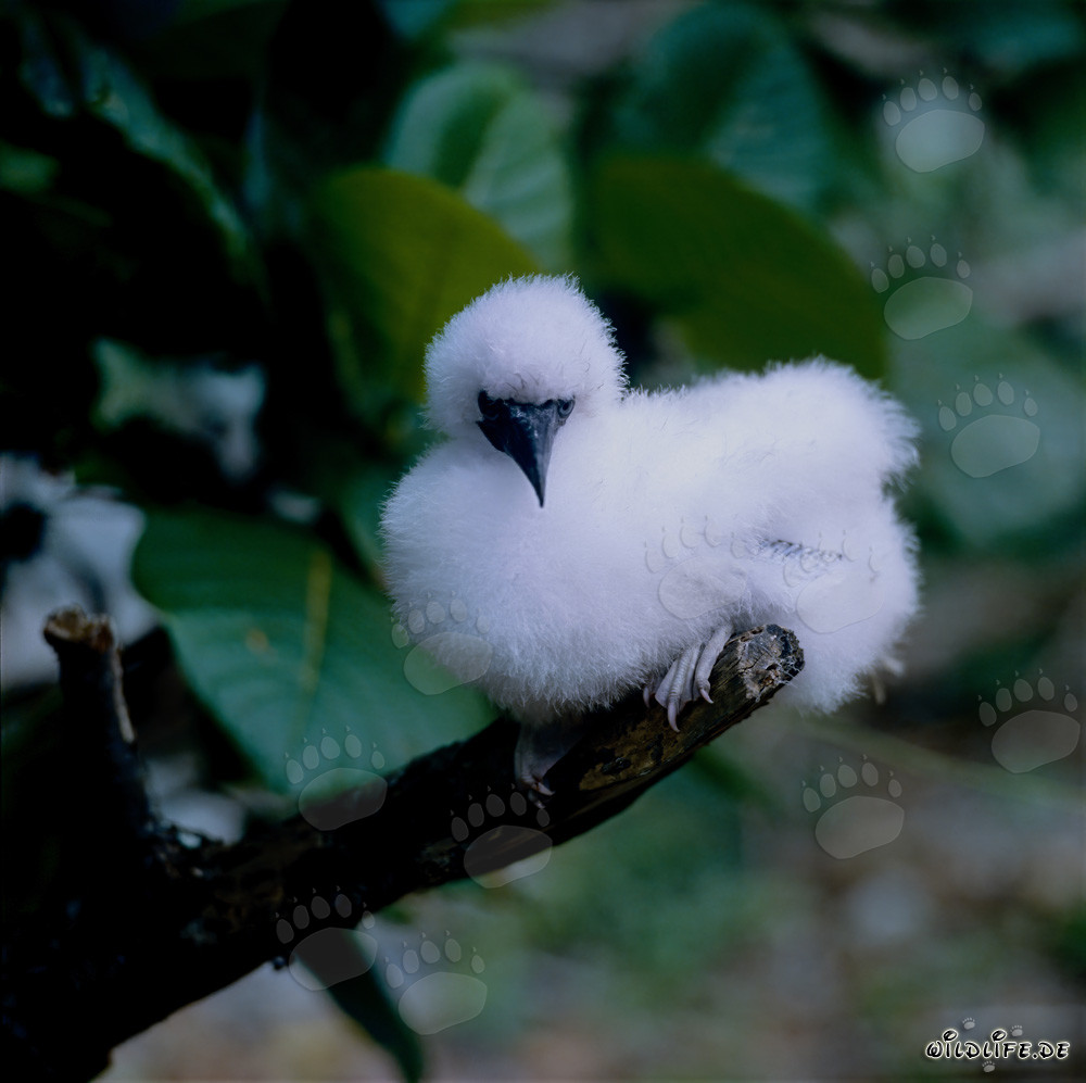 Red-footed Booby chick on Namenalala in Fiji