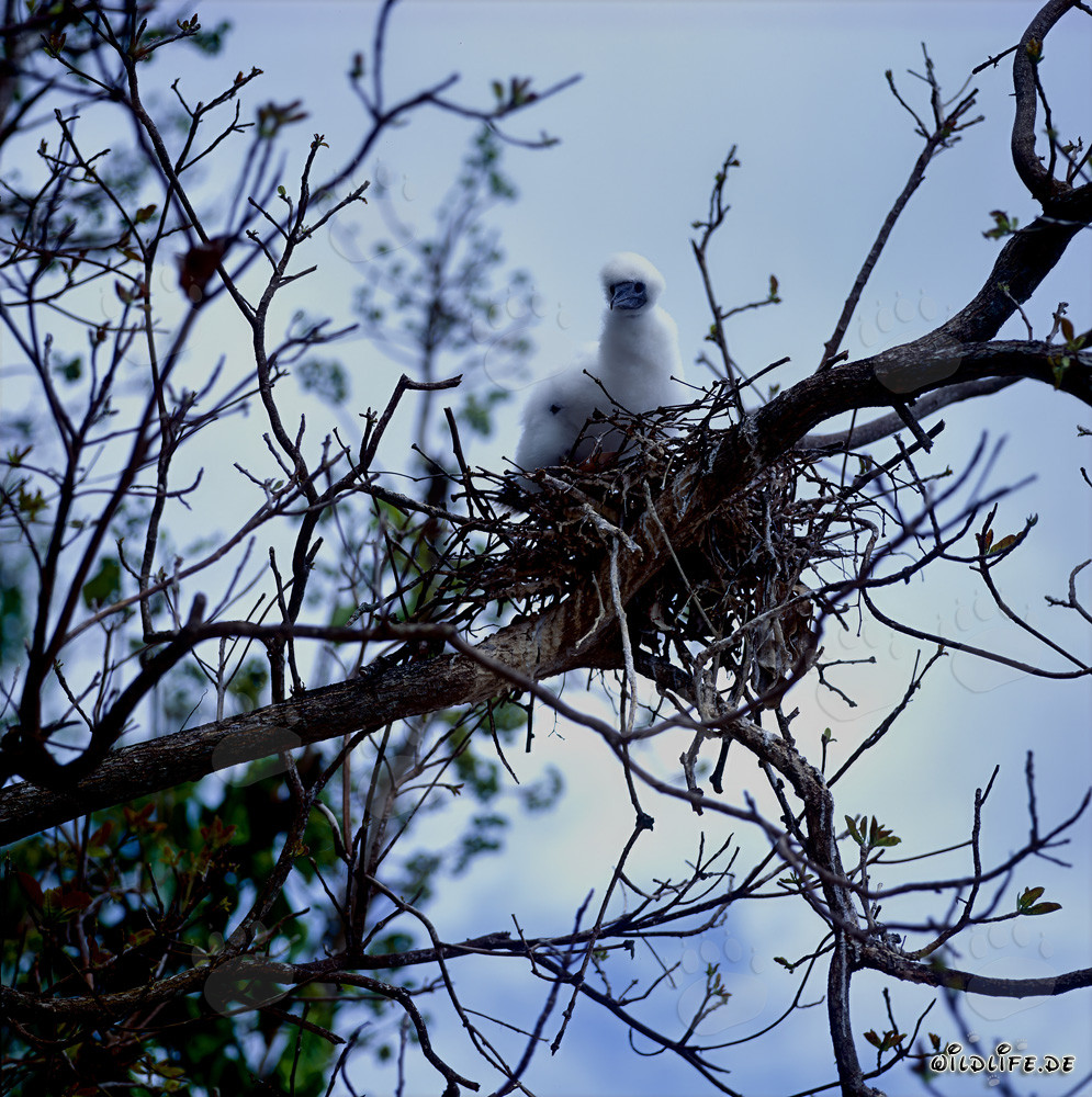 Adorable Red-footed Booby Chick in its Nest on Vanua Levu, Fiji