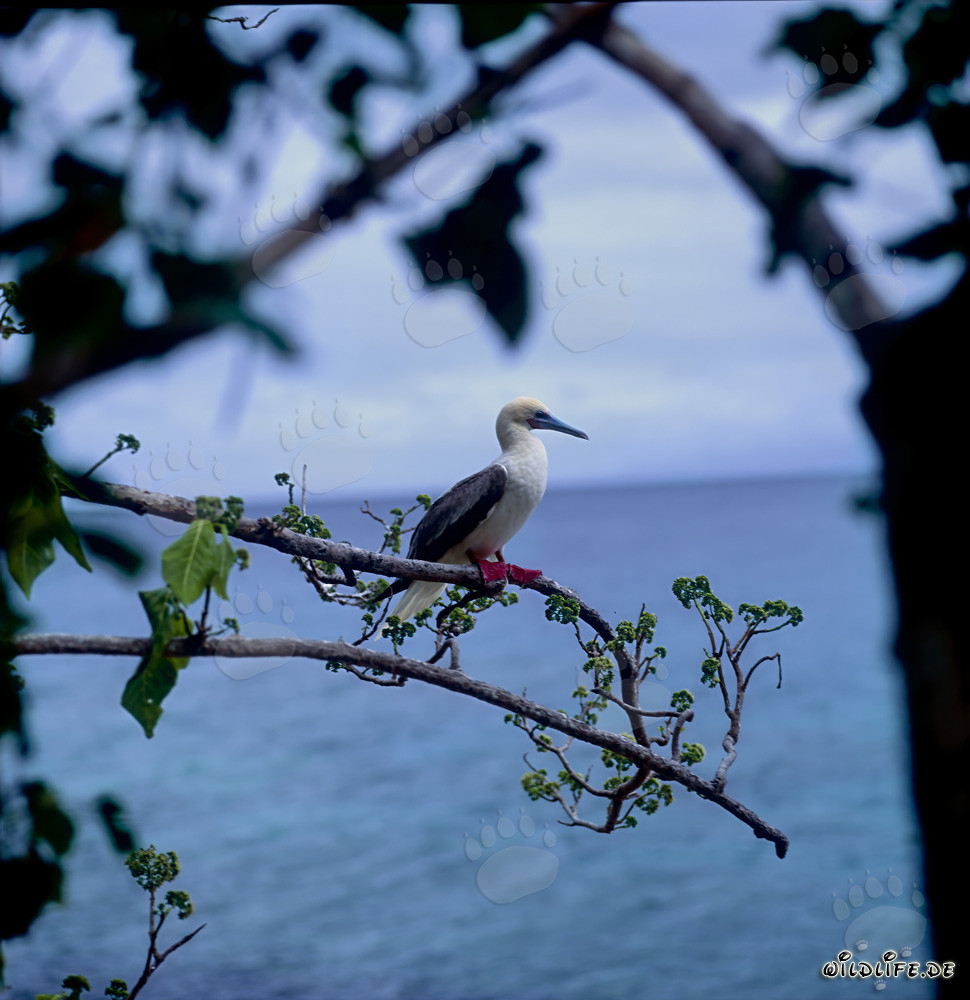 Fou à pieds rouges sur une branche au-dessus de la mer turquoise