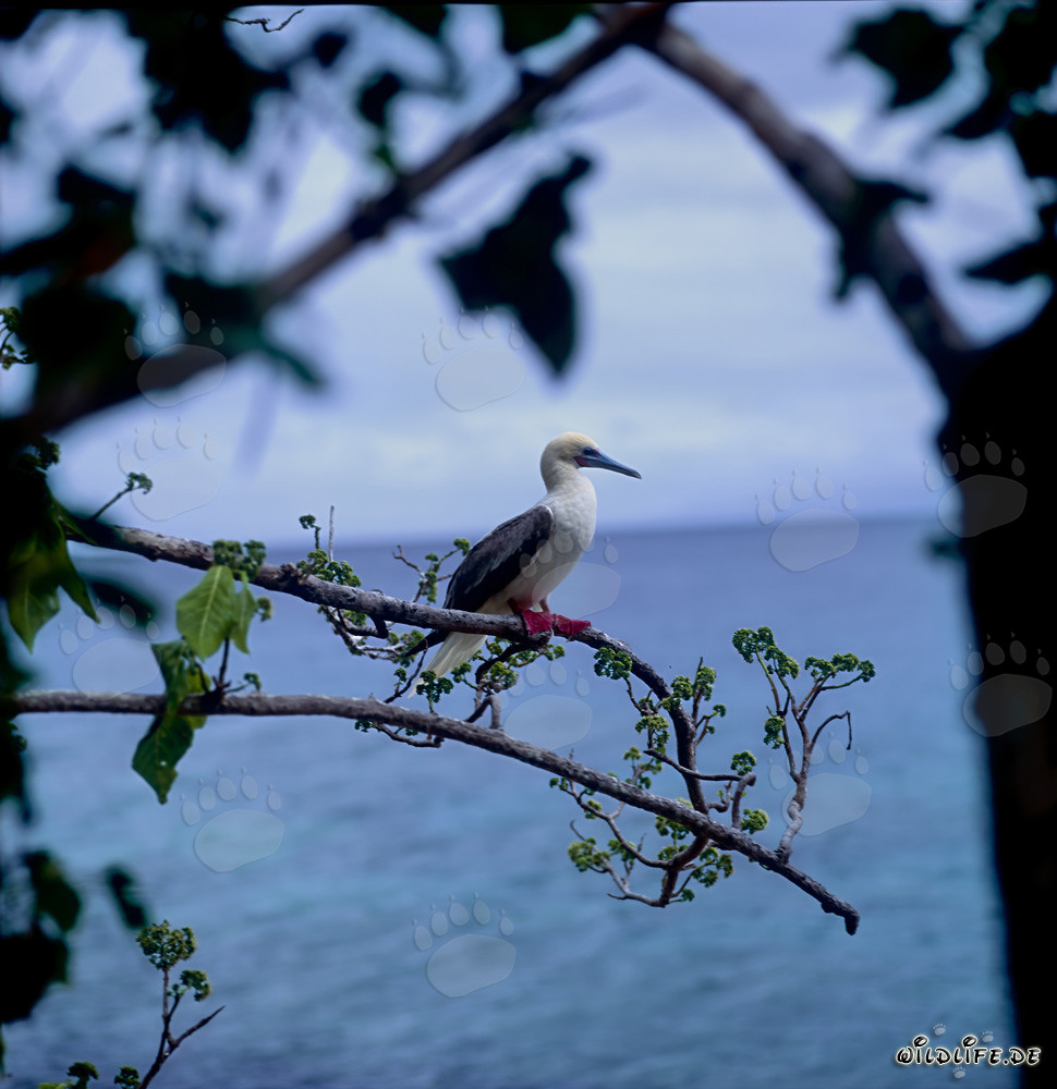 Red-footed Booby perched on a branch above the turquoise sea