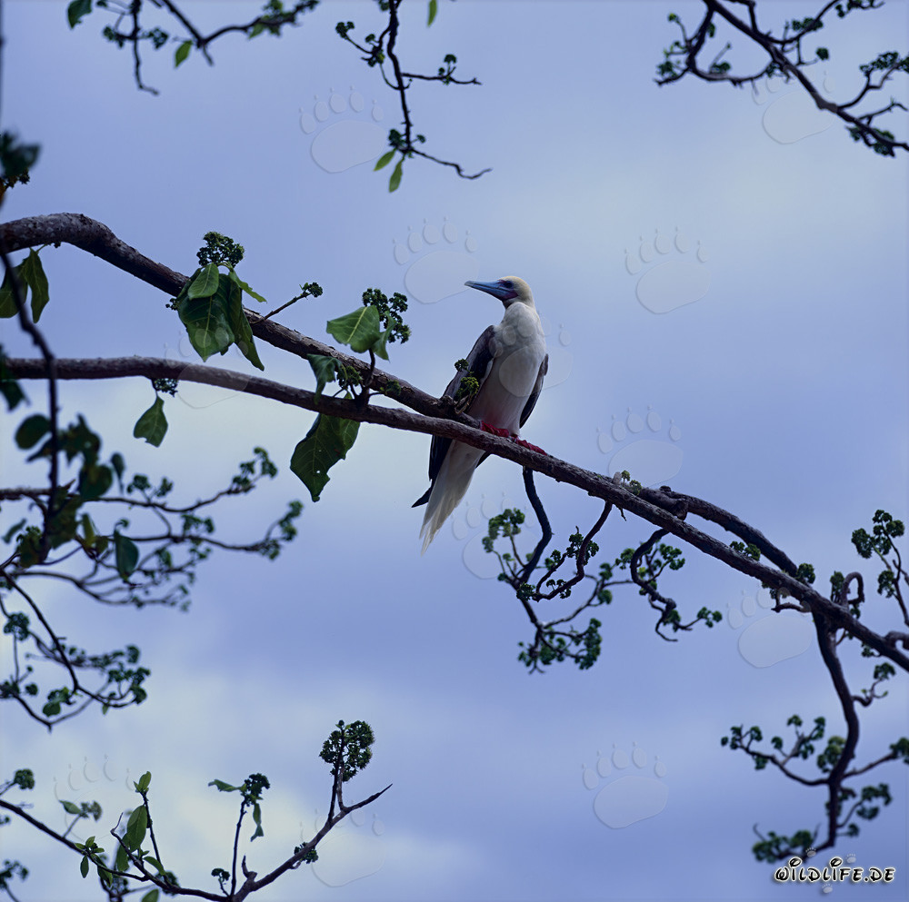 Red-footed Booby posing majestically on a branch in the sunlight