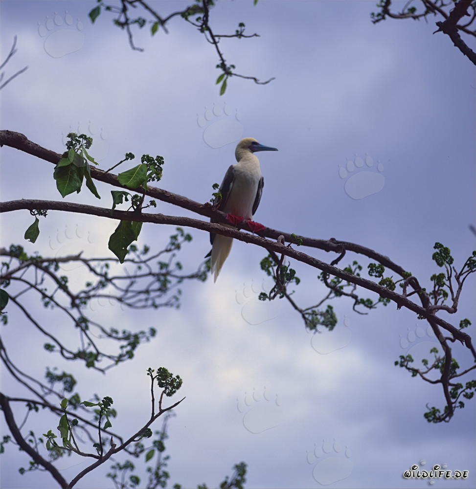 Cute Red-footed Booby Chick on Namenalala Island, Fiji