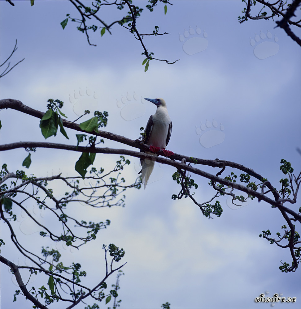 Pieds rouges sur l'arbre au coucher du soleil à Namenalala, Vanua Levu, Fidji