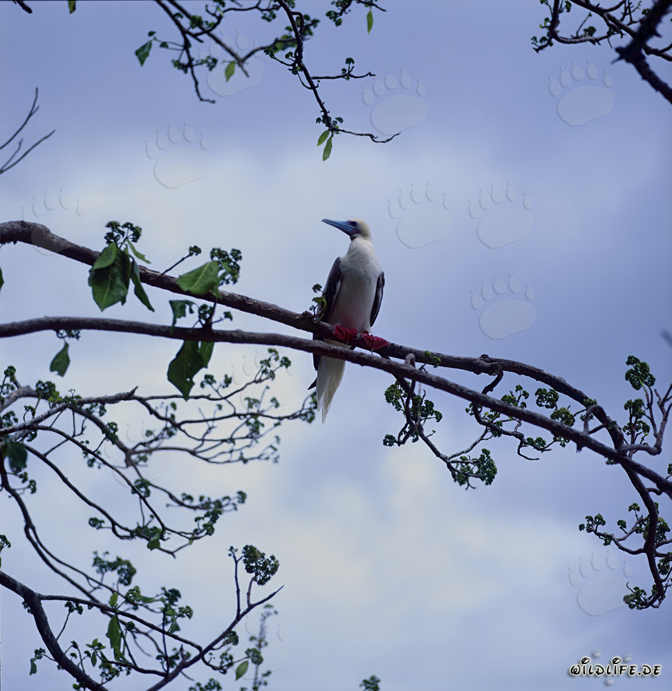Piquero de patas rojas en el árbol al atardecer en Namenalala, Vanua Levu, Fiji