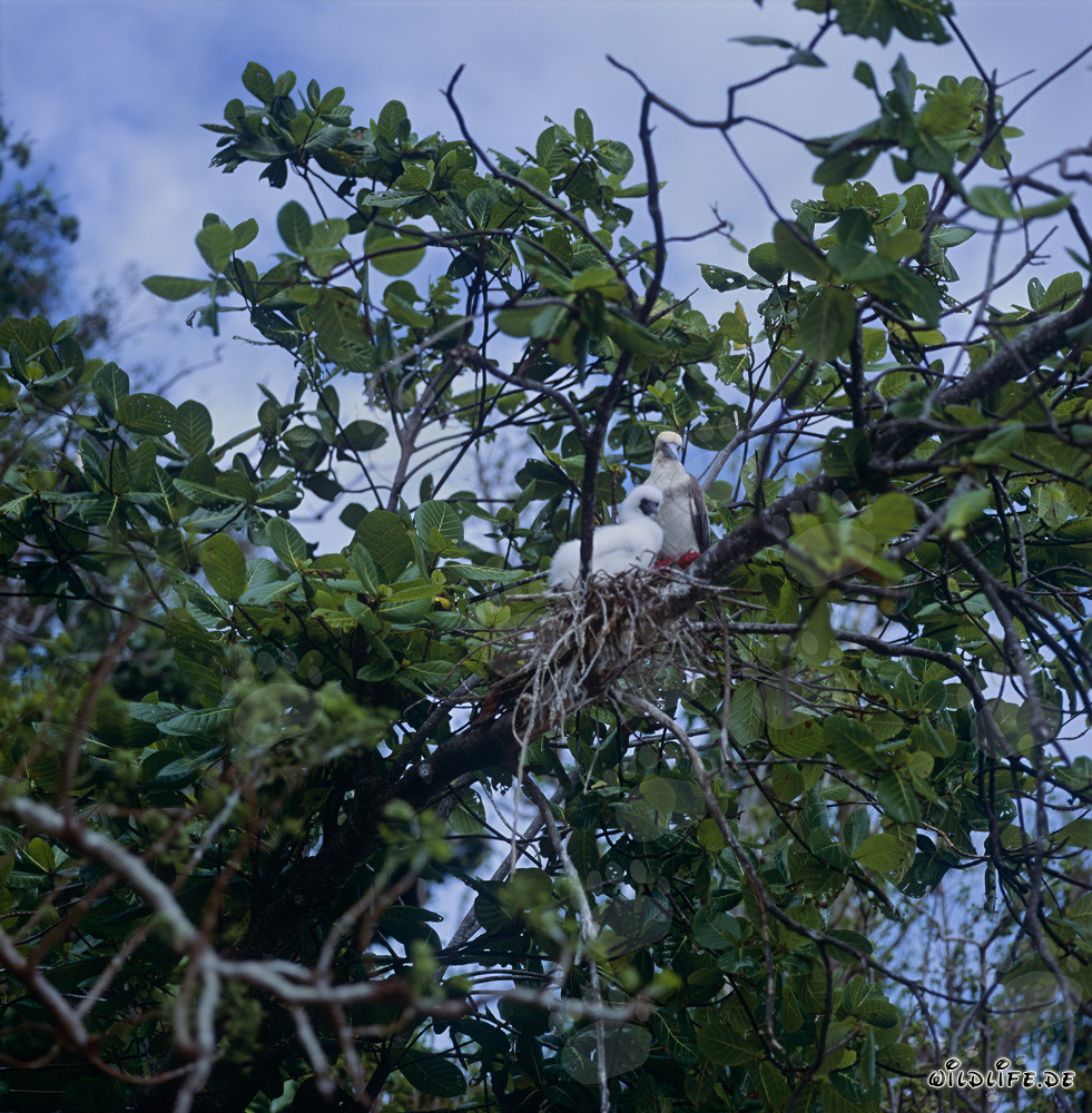 Fou à pieds rouges avec son poussin sur l'île de Namenalala, Vanua Levu, Fidji