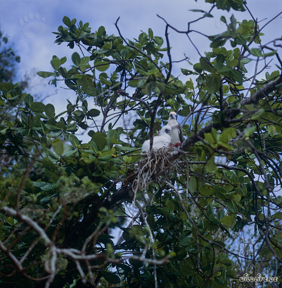 Rotfußtölpel mit Küken auf Namenalala, Vanua Levu, Fiji