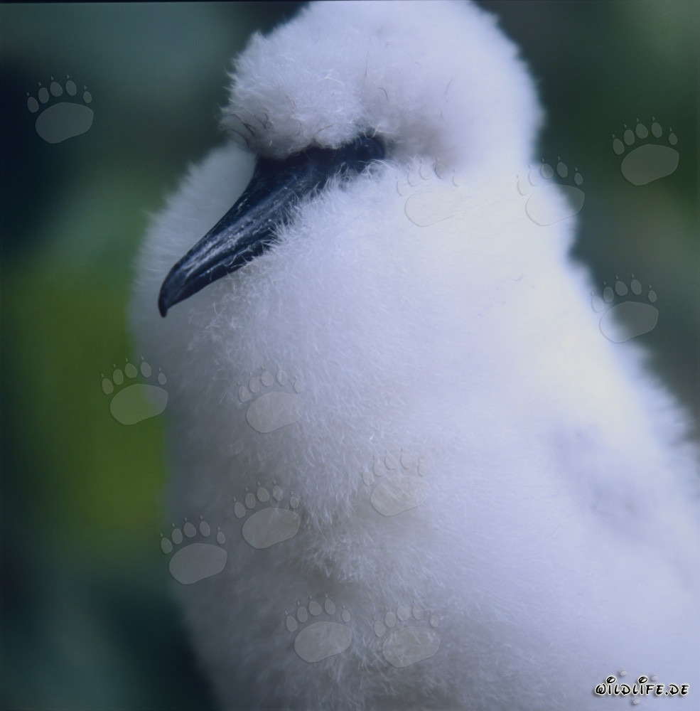 Red-footed Booby chick on Namenalala