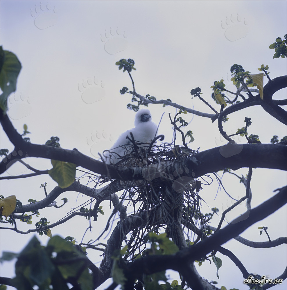 Red-footed Booby chick on Namenalala in Fiji
