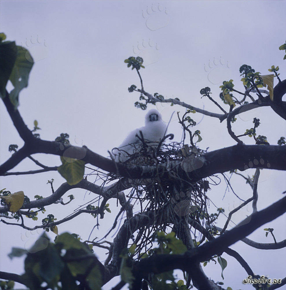 Adorables polluelos de piqueros de patas rojas en Vanua Levu, Fiji en el Pacífico Sur