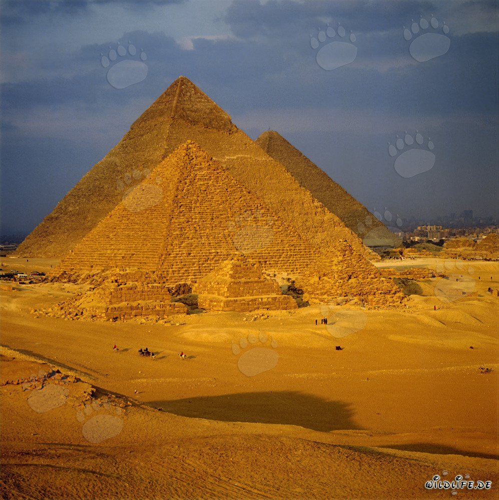 Le maestose piramidi di Giza