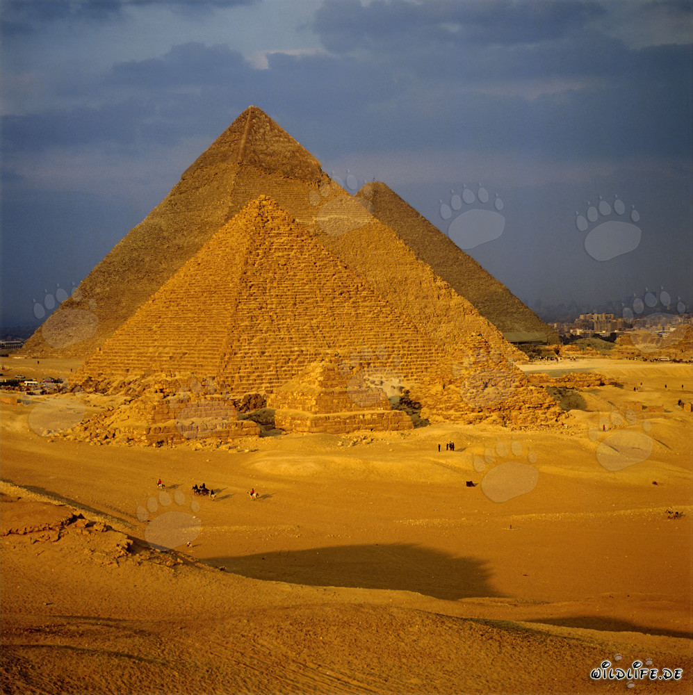 Les majestueuses pyramides de Gizeh
