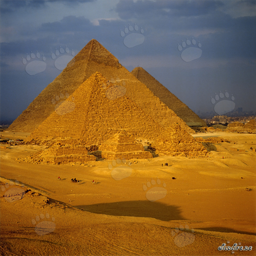 The Majestic Pyramids of Giza