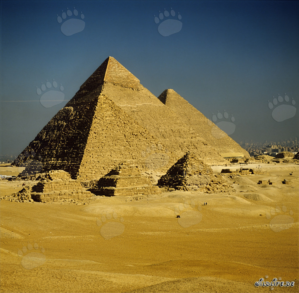 Les majestueuses pyramides de Gizeh