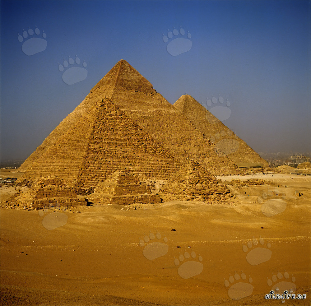 Les majestueuses pyramides de Gizeh en Égypte