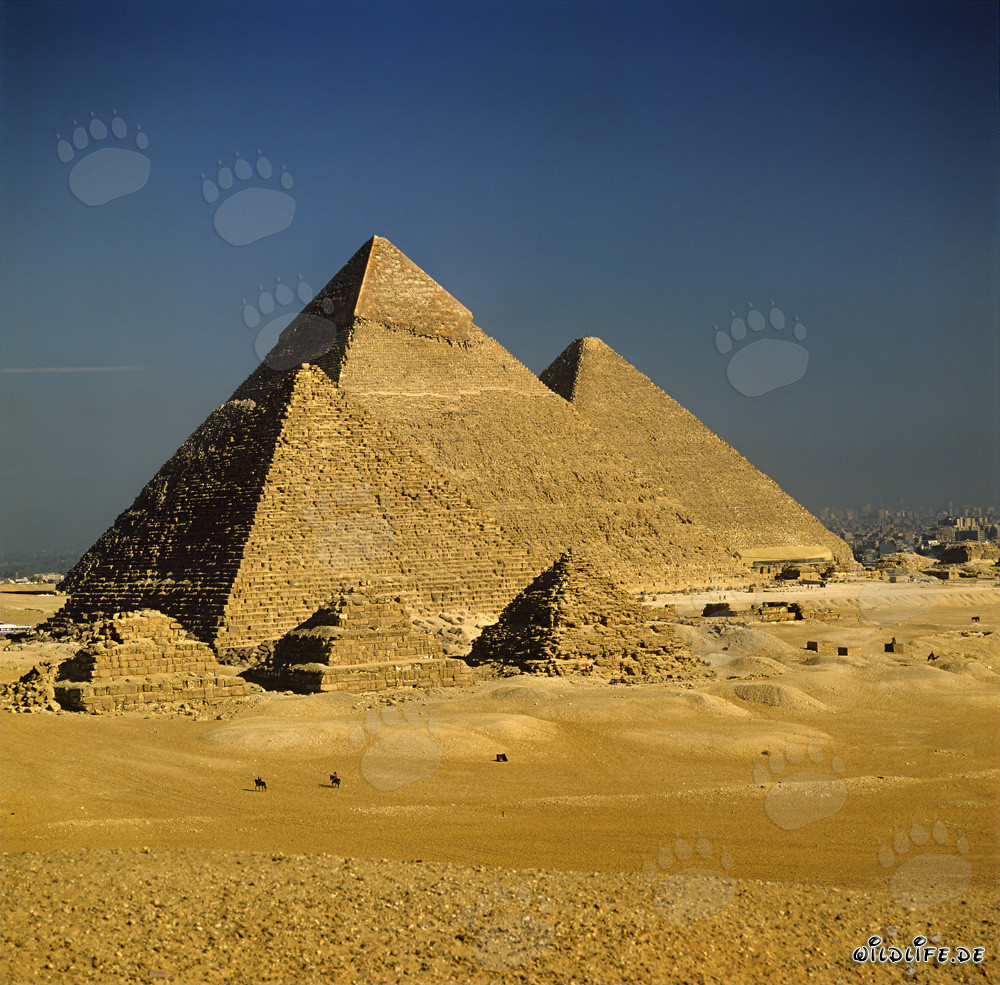Les majestueuses pyramides de Gizeh en Égypte