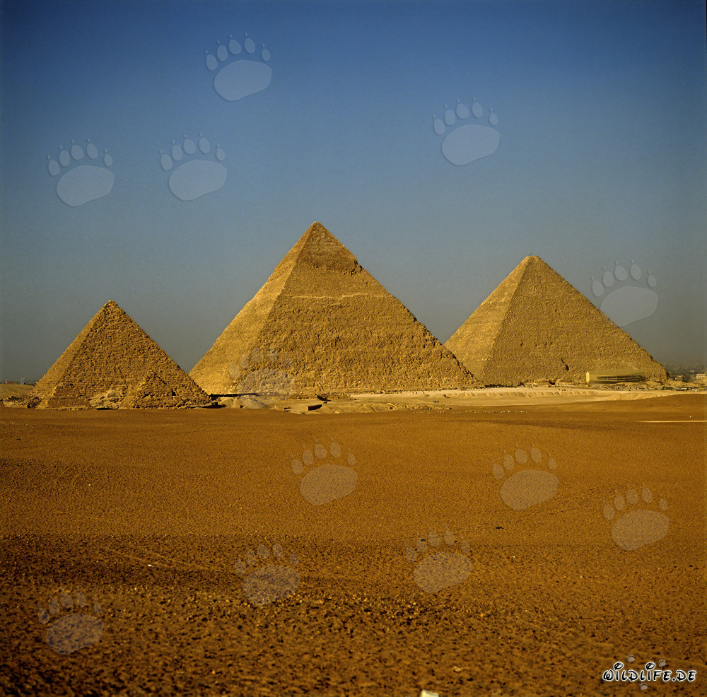 Les impressionnantes pyramides de Gizeh en Égypte