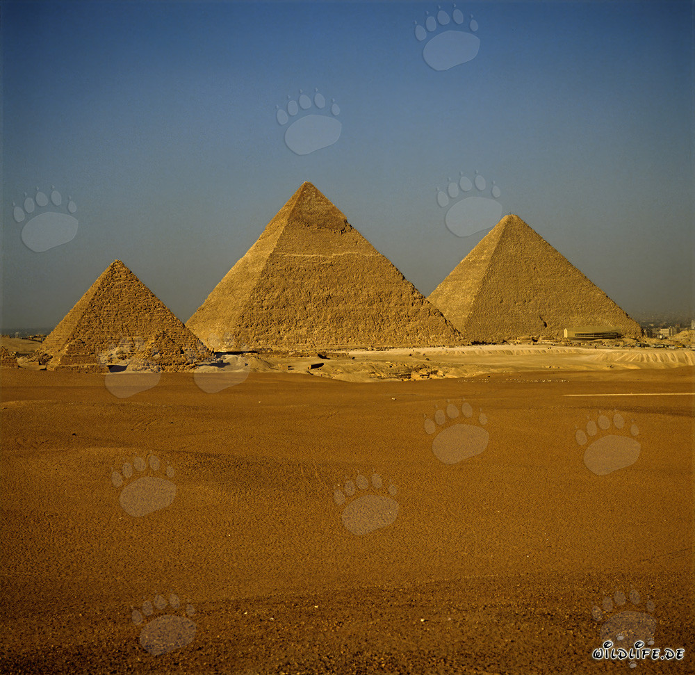 Las pirámides de Giza