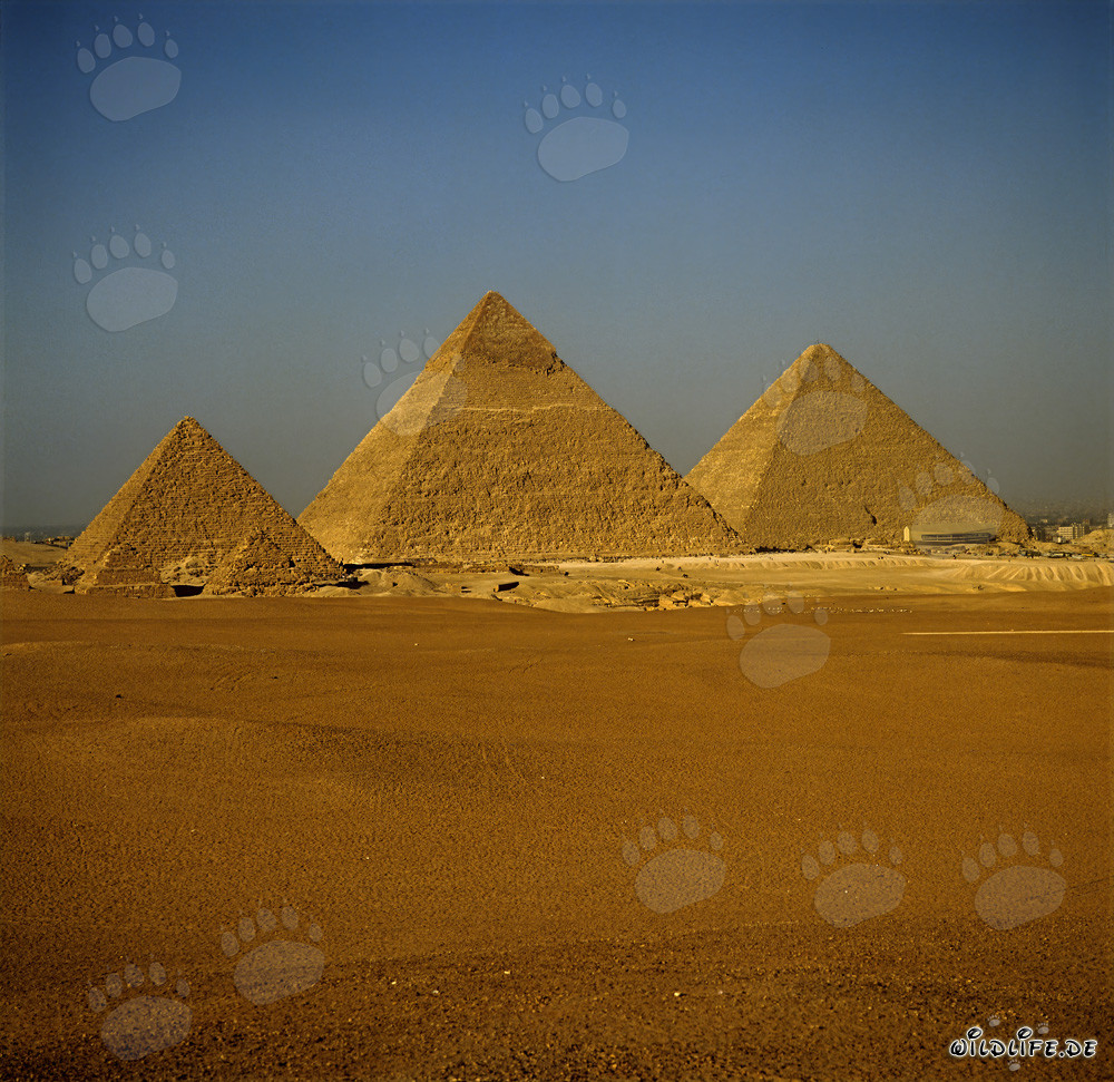 Die Pyramiden von Gizeh