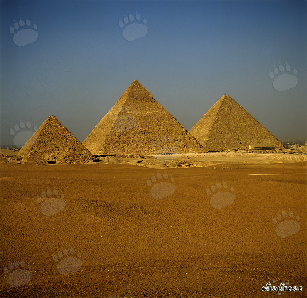 Les pyramides de Gizeh