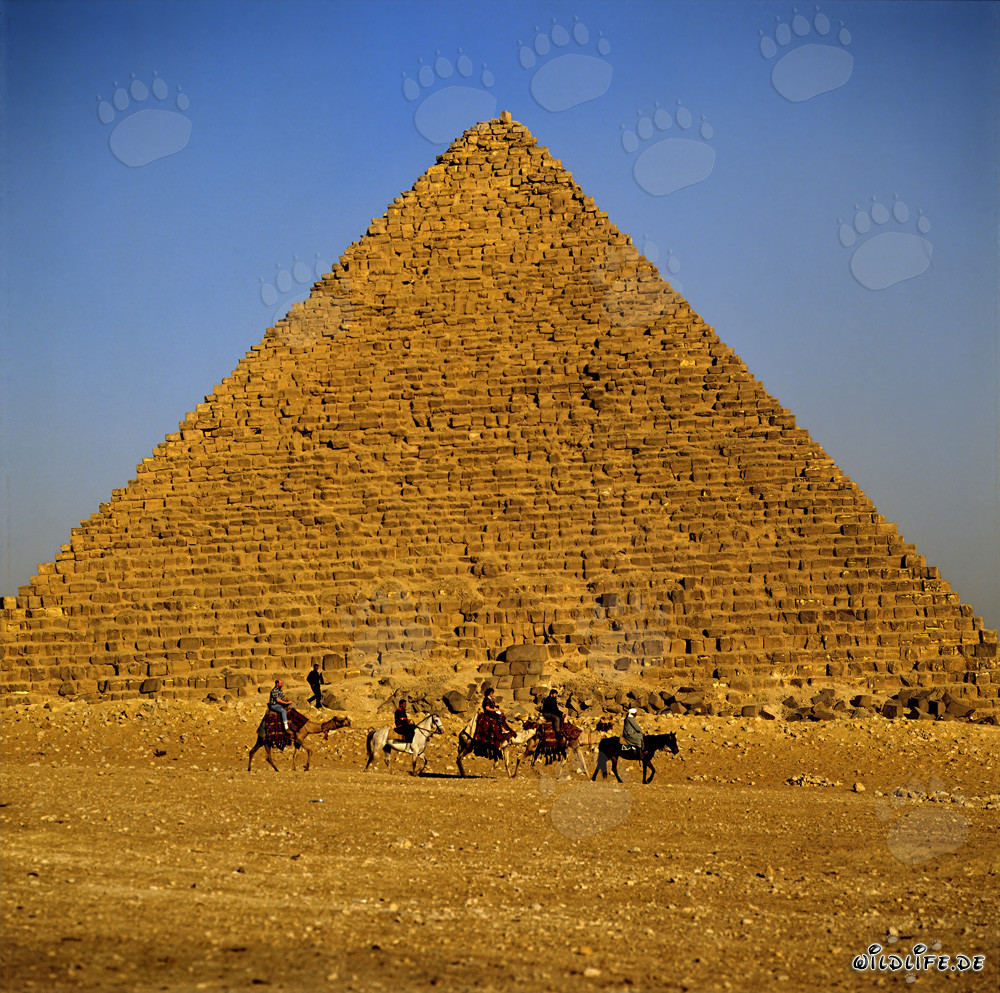 Les Bédouins guident les touristes vers les pyramides de Gizeh