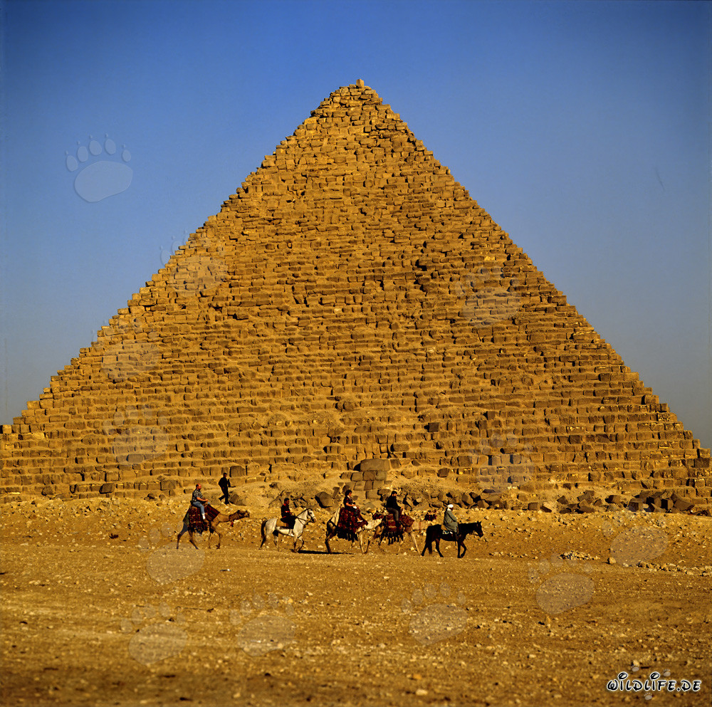 Bedouins guiding tourists to the Pyramids of Giza
