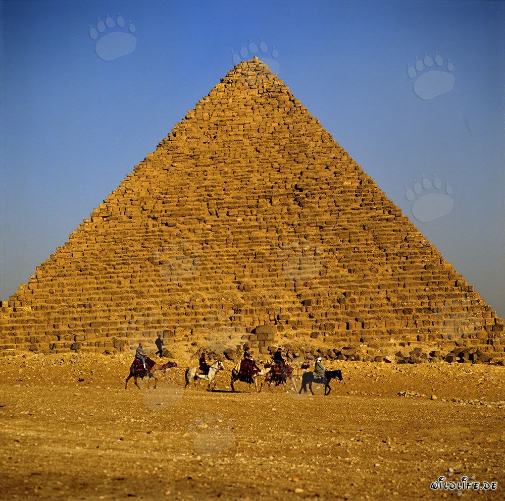 Beduini guidano i turisti alle piramidi di Giza