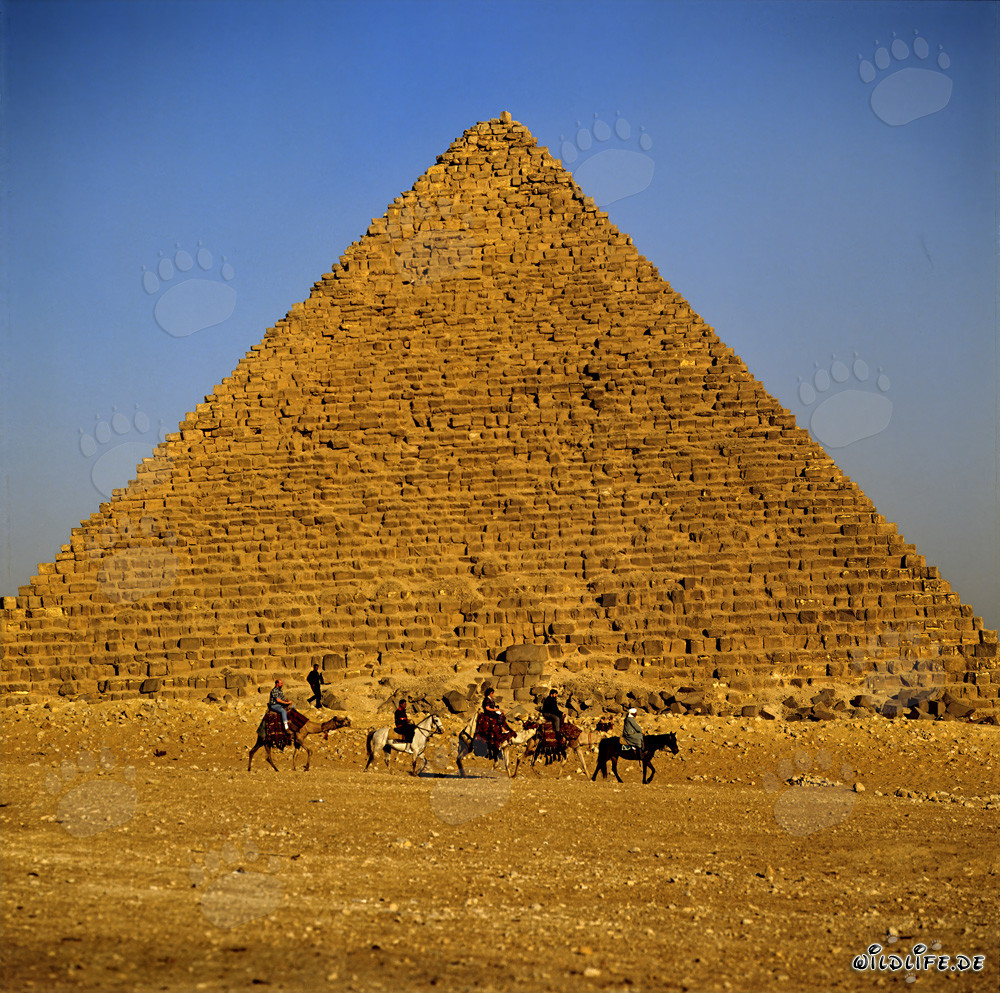 Beduinos llevan a los turistas a las pirámides de Giza