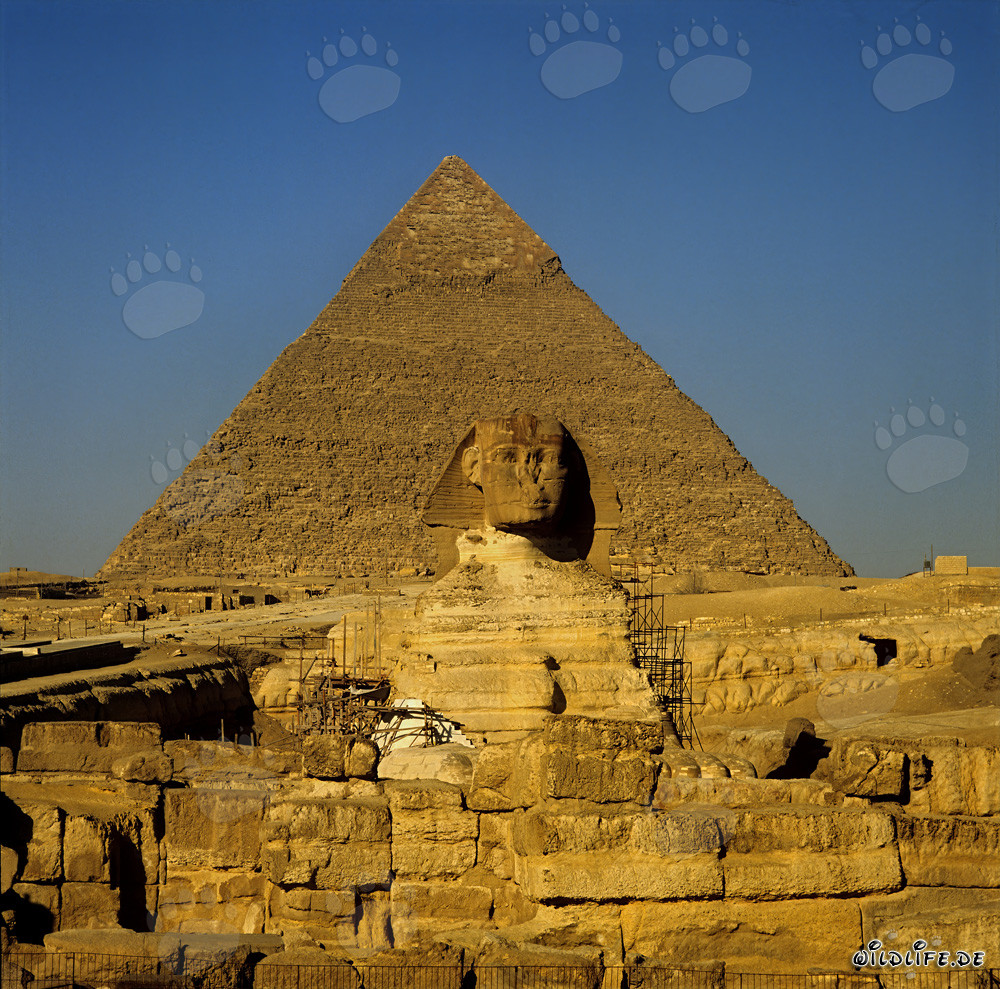 Große Sphinx vor der imposanten Chephren-Pyramide in Ägypten