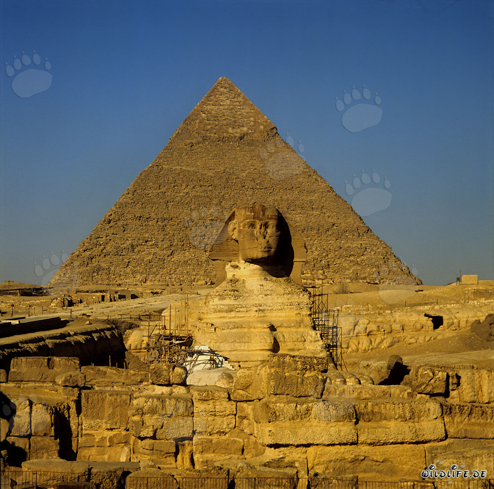 Grande Sphinx devant l'imposante pyramide de Khephren en Égypte