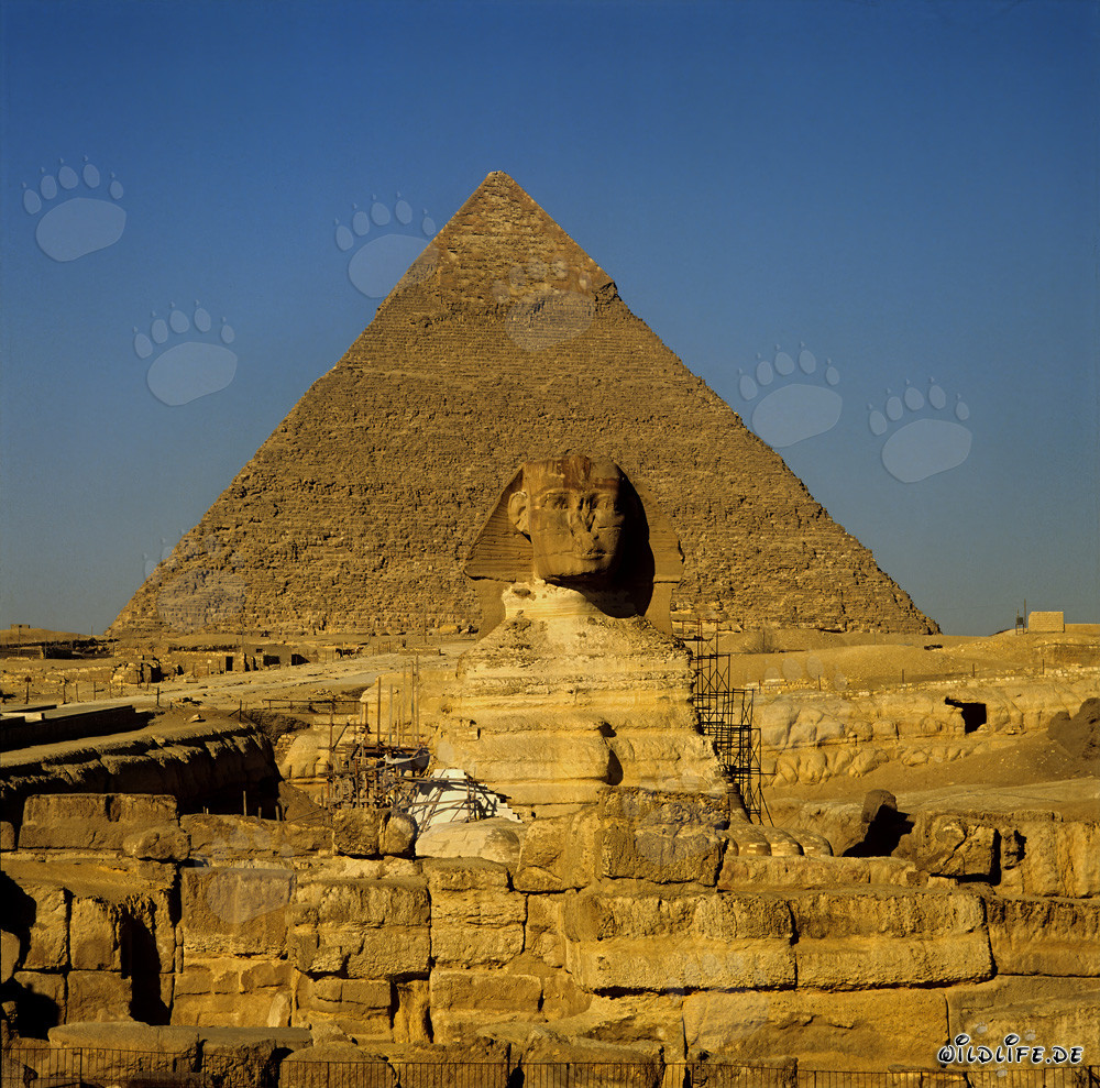 Great Sphinx in front of the impressive Pyramid of Khafre in Egypt