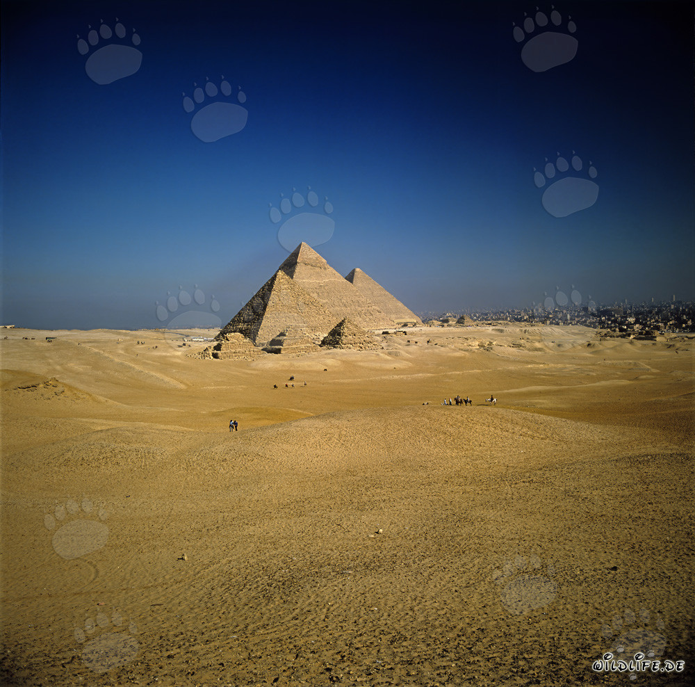 Le maestose piramidi di Giza: Micerino, Chefren e Cheope