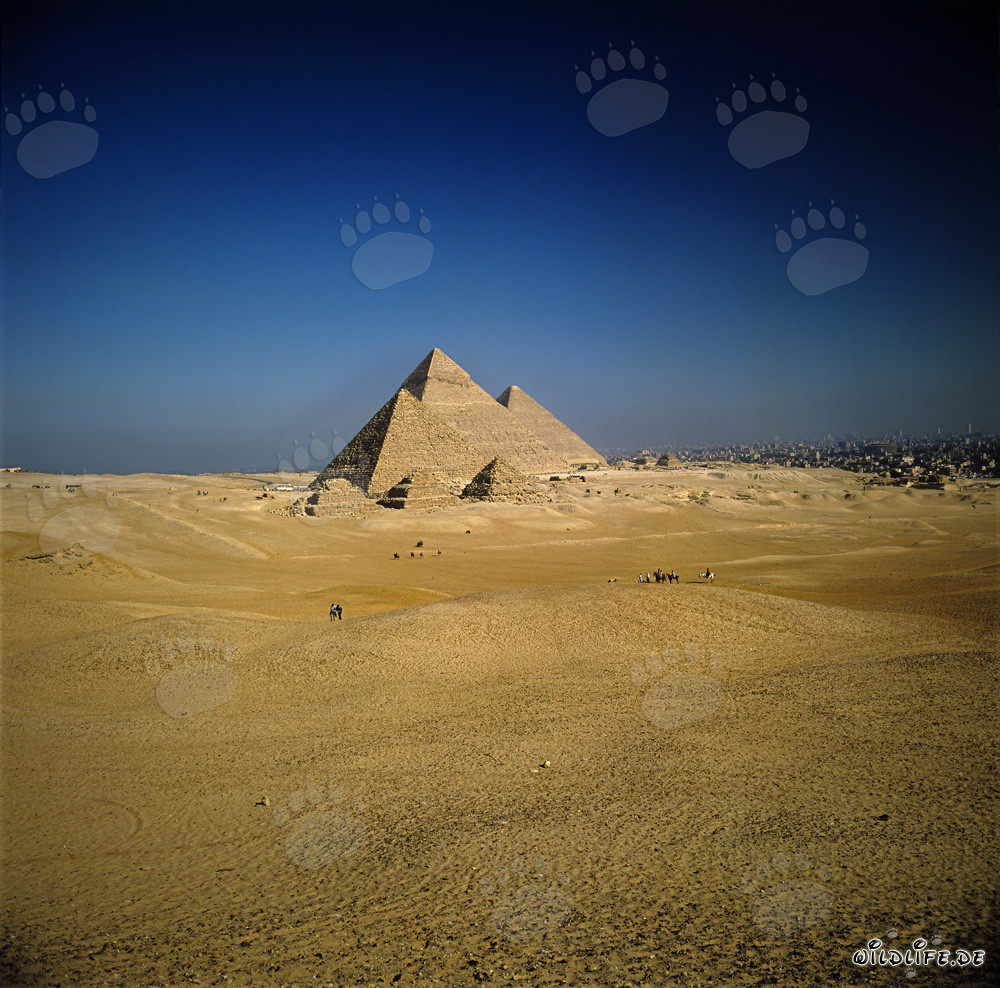 Les majestueuses pyramides de Gizeh : Mykerinos, Khéphren et Khéops