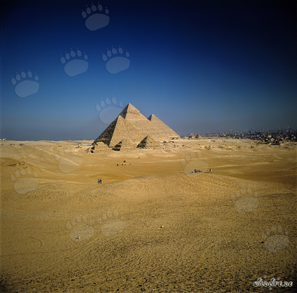 The Majestic Pyramids of Giza: Mykerinos, Chephren and Cheops