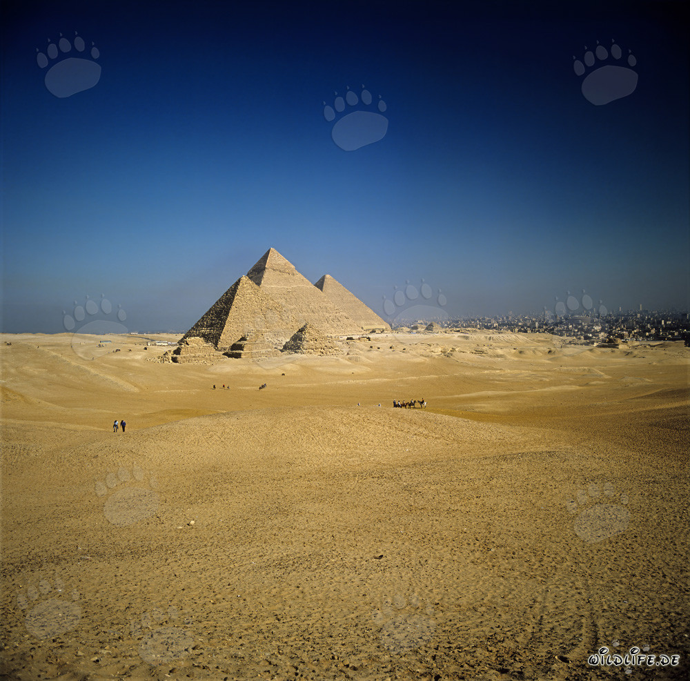 Le impressionanti piramidi di Giza in Egitto