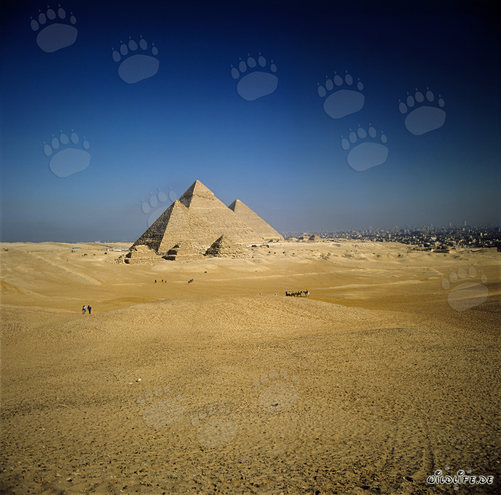 Les impressionnantes pyramides de Gizeh en Égypte