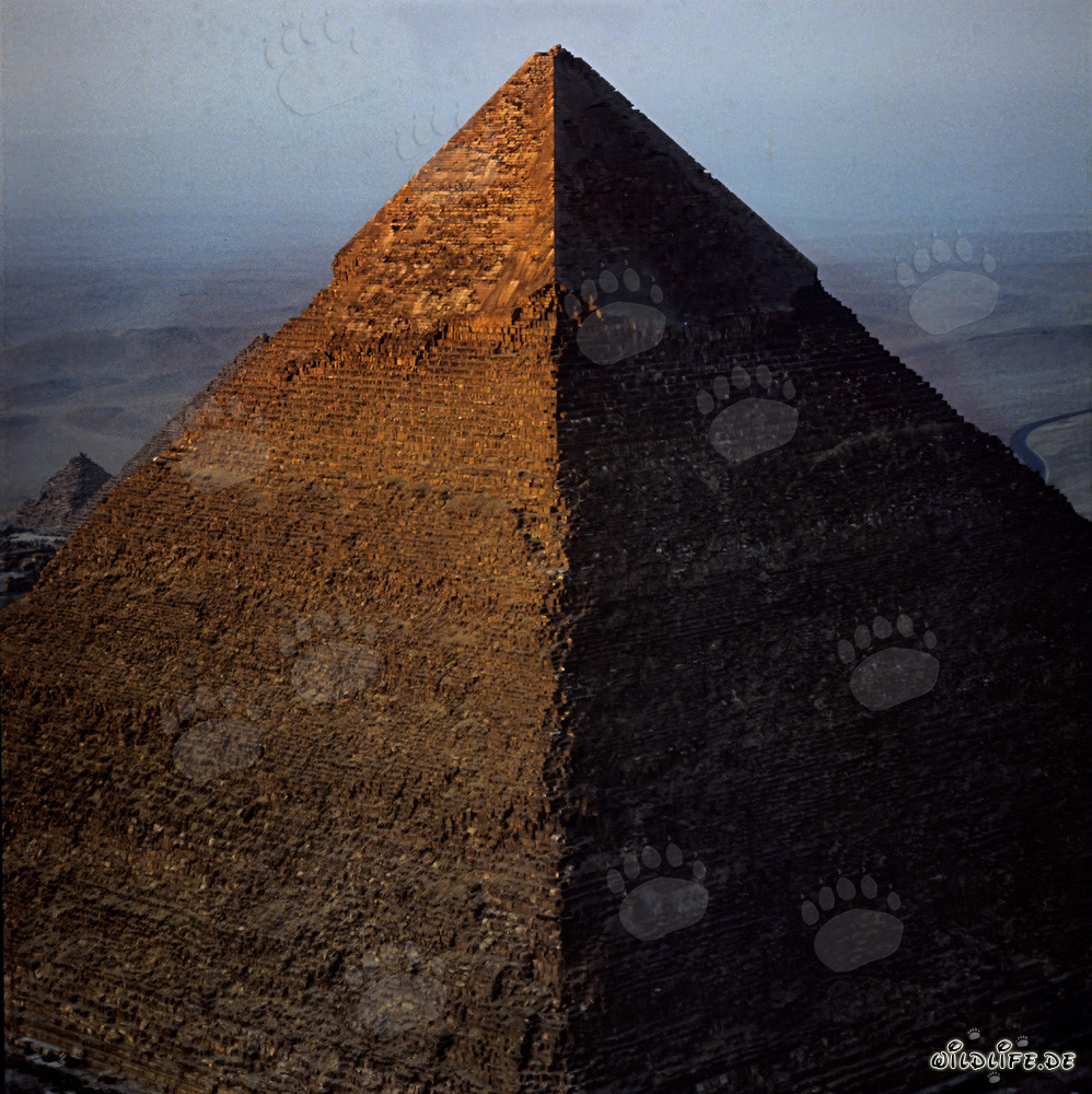 Pyramide de Khéphren brillant sous la lumière dorée du matin
