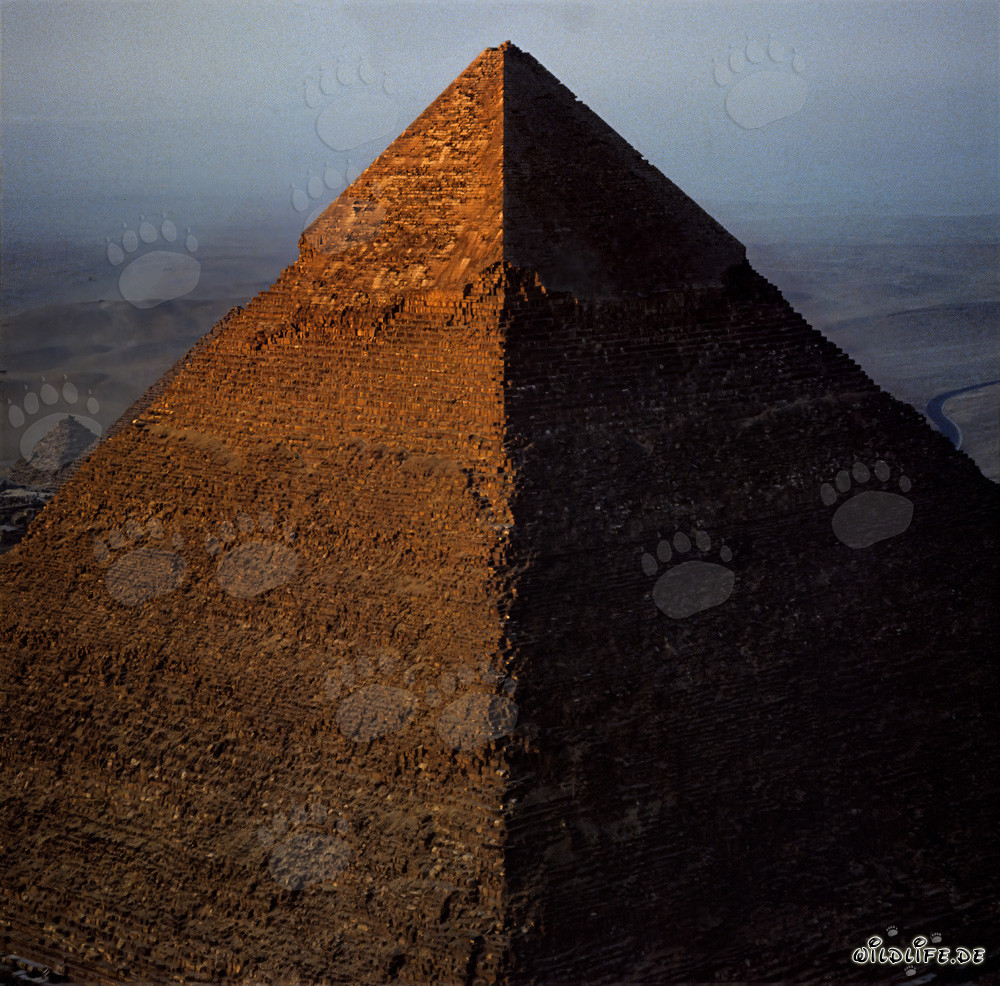 I primi raggi di sole tingono di luce dorata la piramide di Chefren
