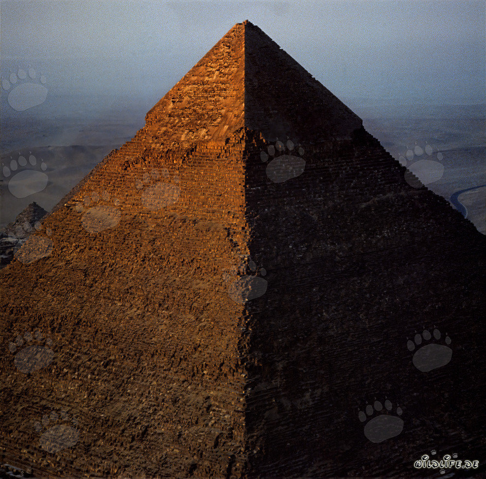 Die ersten Sonnenstrahlen tauchen die Chephren Pyramide in goldenes Licht